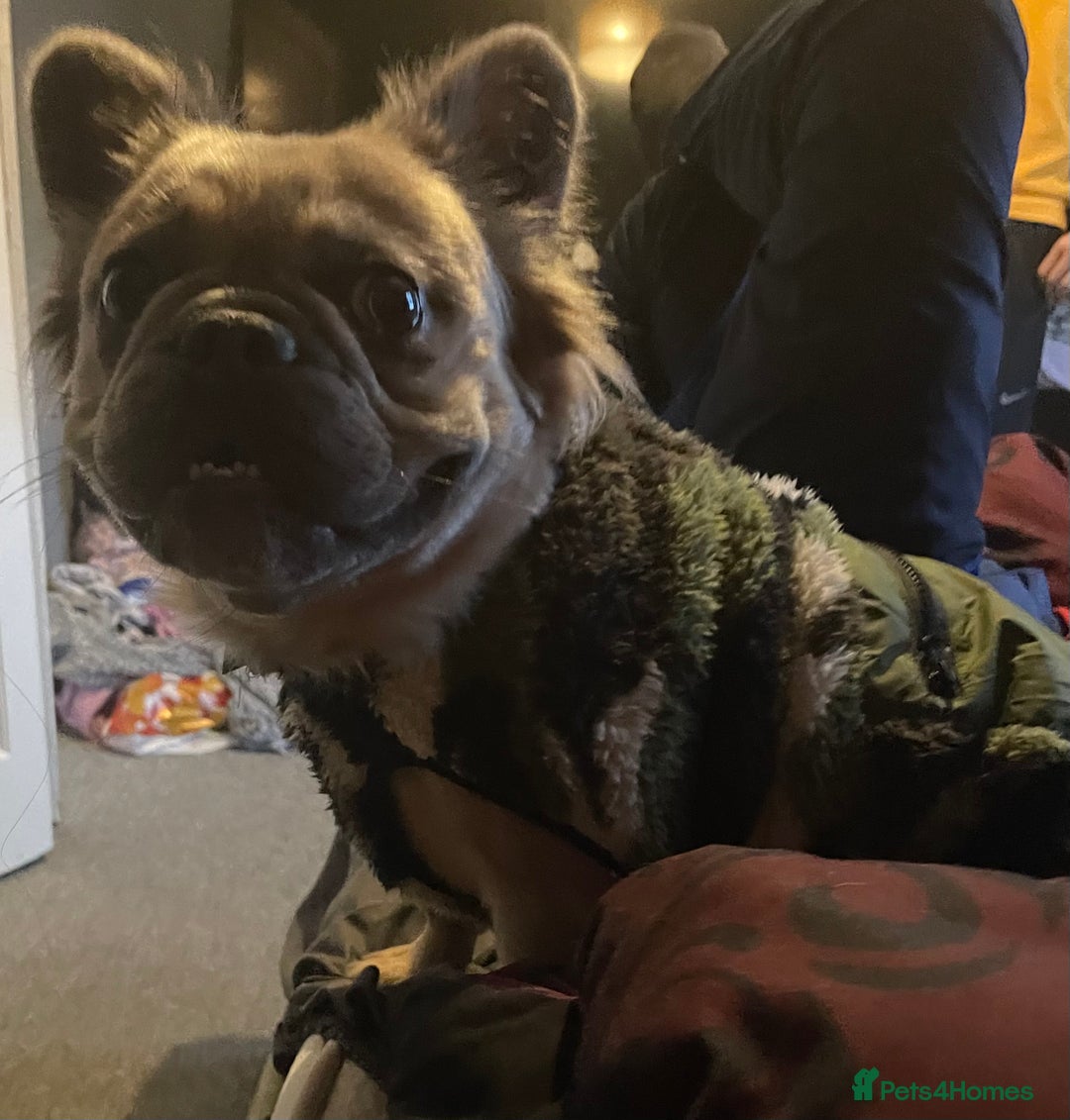French Bulldog dogs for sale: Fluffy French bulldog - Image 3