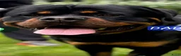 Rottweiler dogs for sale: KC  REGISTERED Chunky bold pups - Advert 7