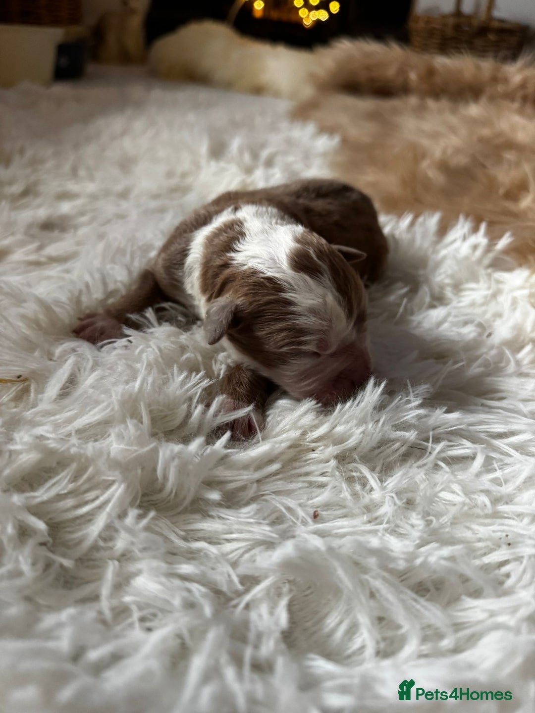 Olde English Bulldogge dogs for sale: Mammut : Fluffy Olde English Bulldog puppies. - Advert 13