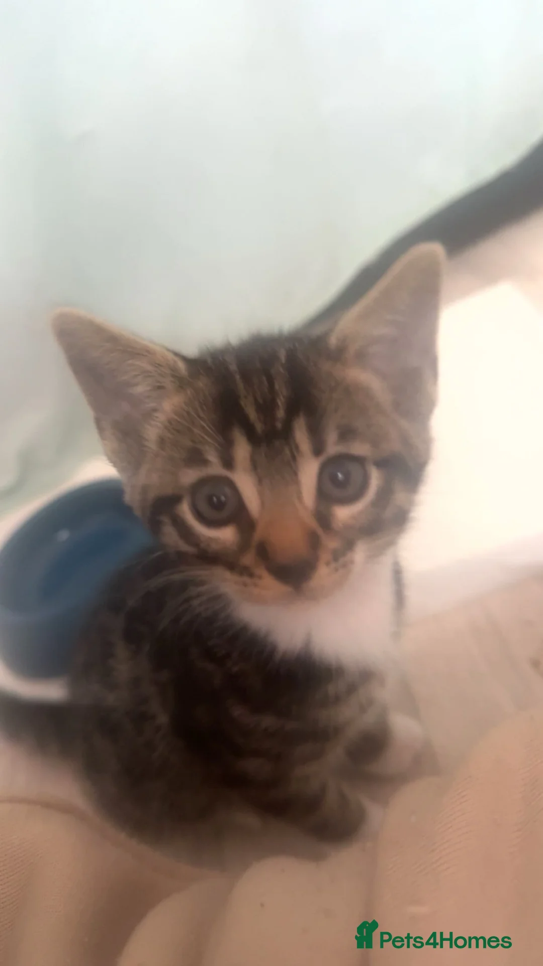 Mixed Breed cats for sale: Bengal x Maine coon kittens  in Dover - Advert 1