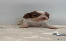 Cavalier King Charles Spaniel dogs for sale: BOYS chocolate cavaliers 🐶🍫 - Image 7