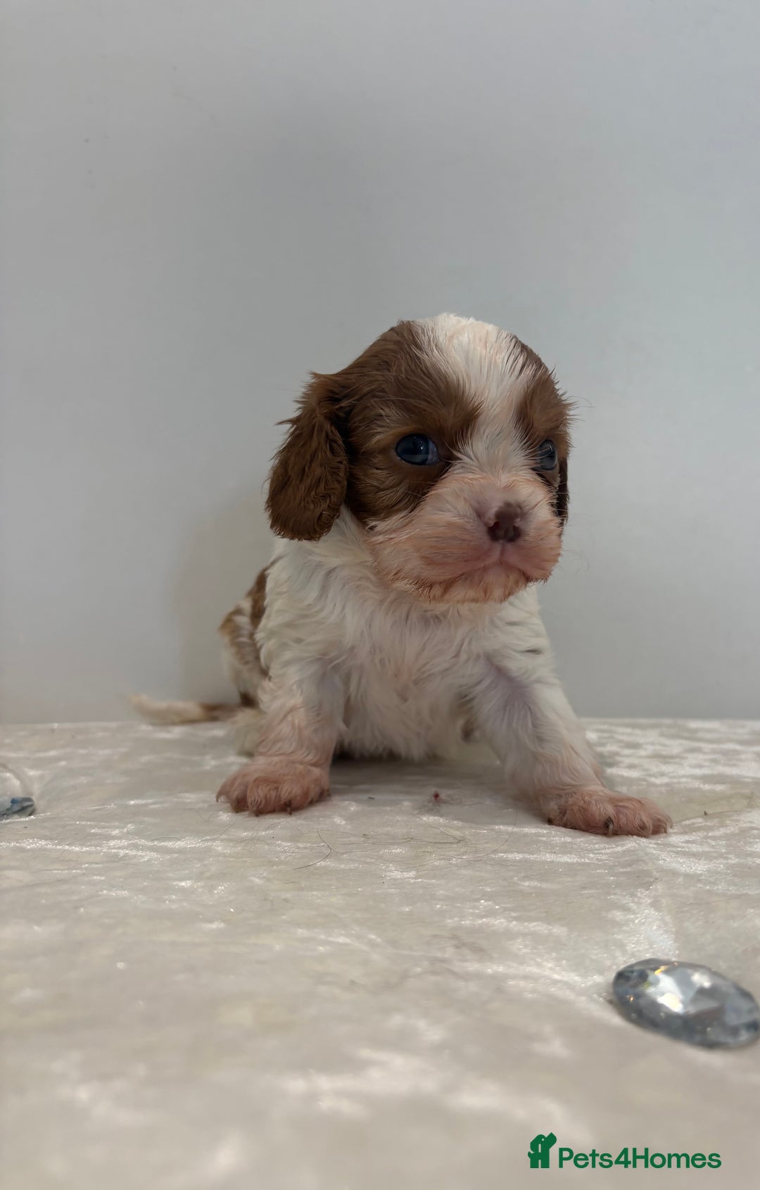 Cavalier King Charles Spaniel dogs for sale: BOYS chocolate cavaliers 🐶🍫 - Image 7