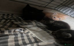 Mixed Breed cats for sale: Mainecoon cross kittens  - Image 6