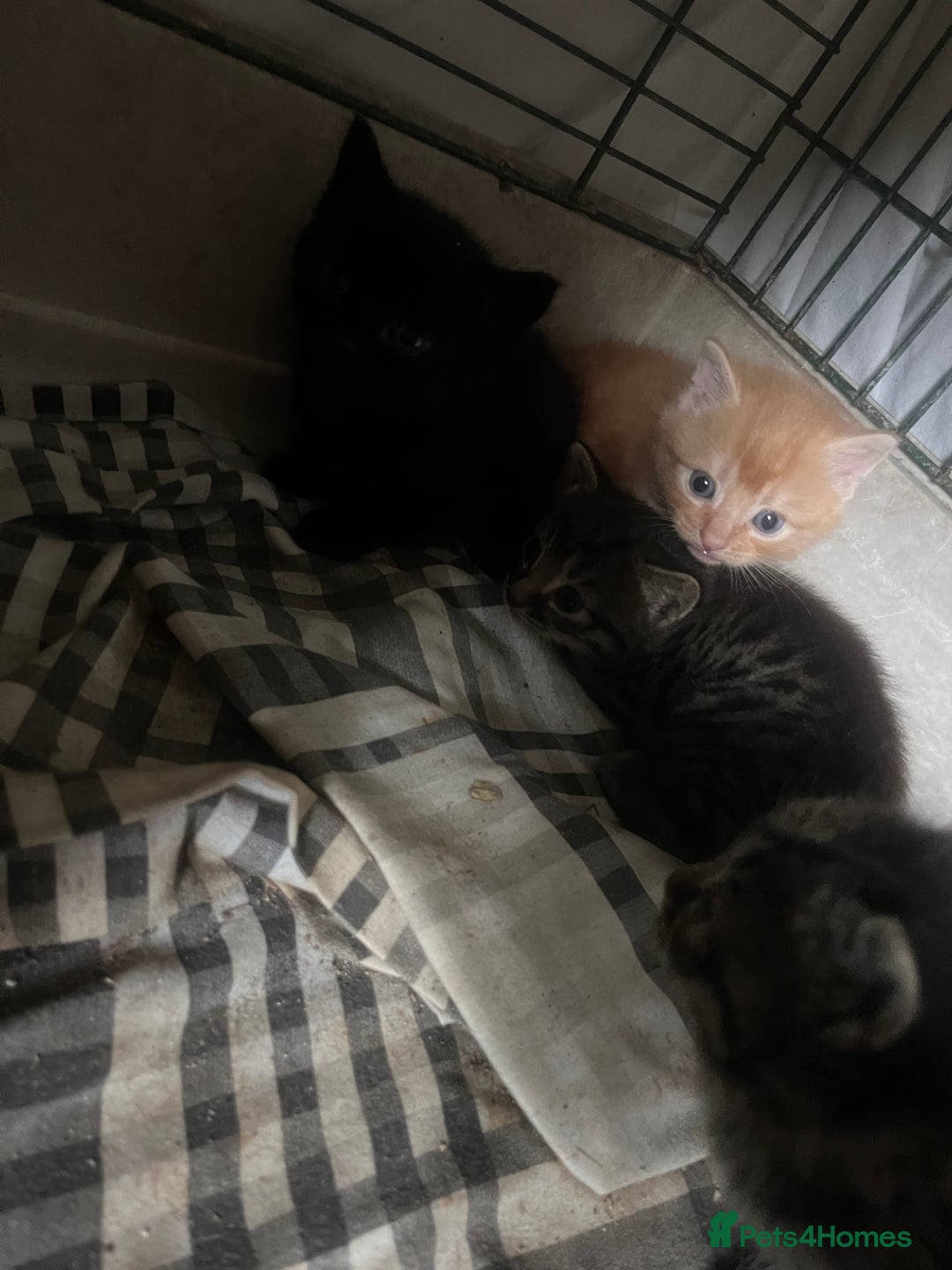 Mixed Breed cats for sale: Mainecoon cross kittens  - Image 6
