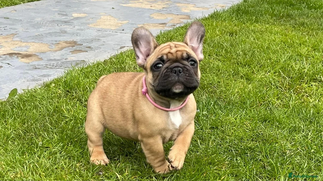 French Bulldog dogs for stud: Red fawn Dicar sired silver health tested in Edinburgh - Advert 27