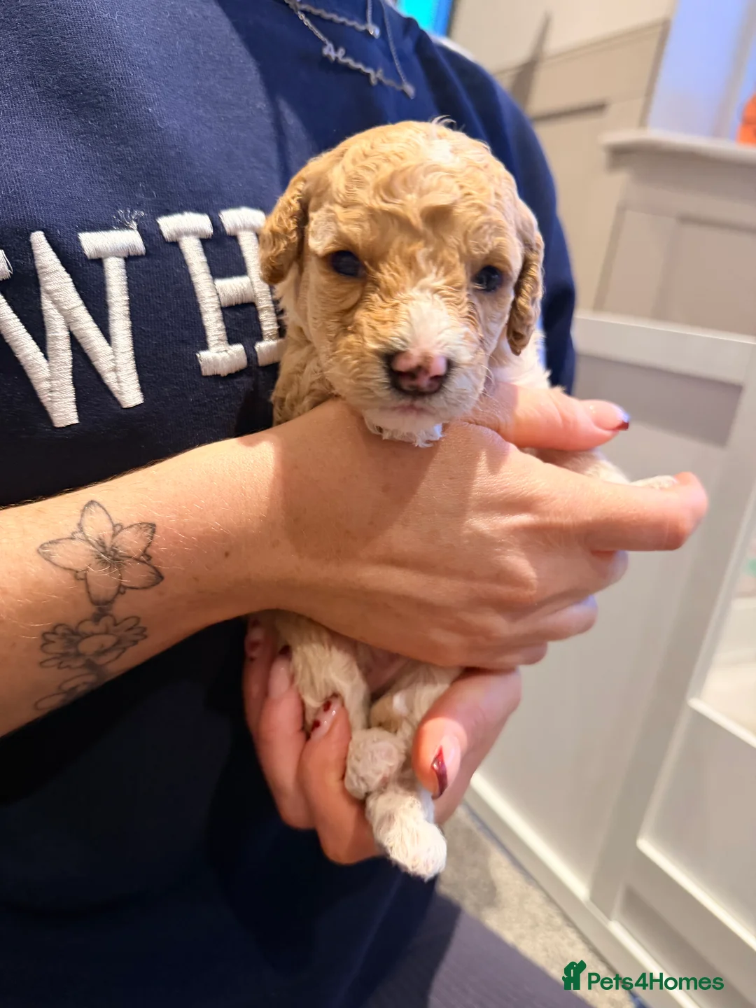 Mixed Breed dogs for sale: Loodlepoo Puppies  - Advert 5