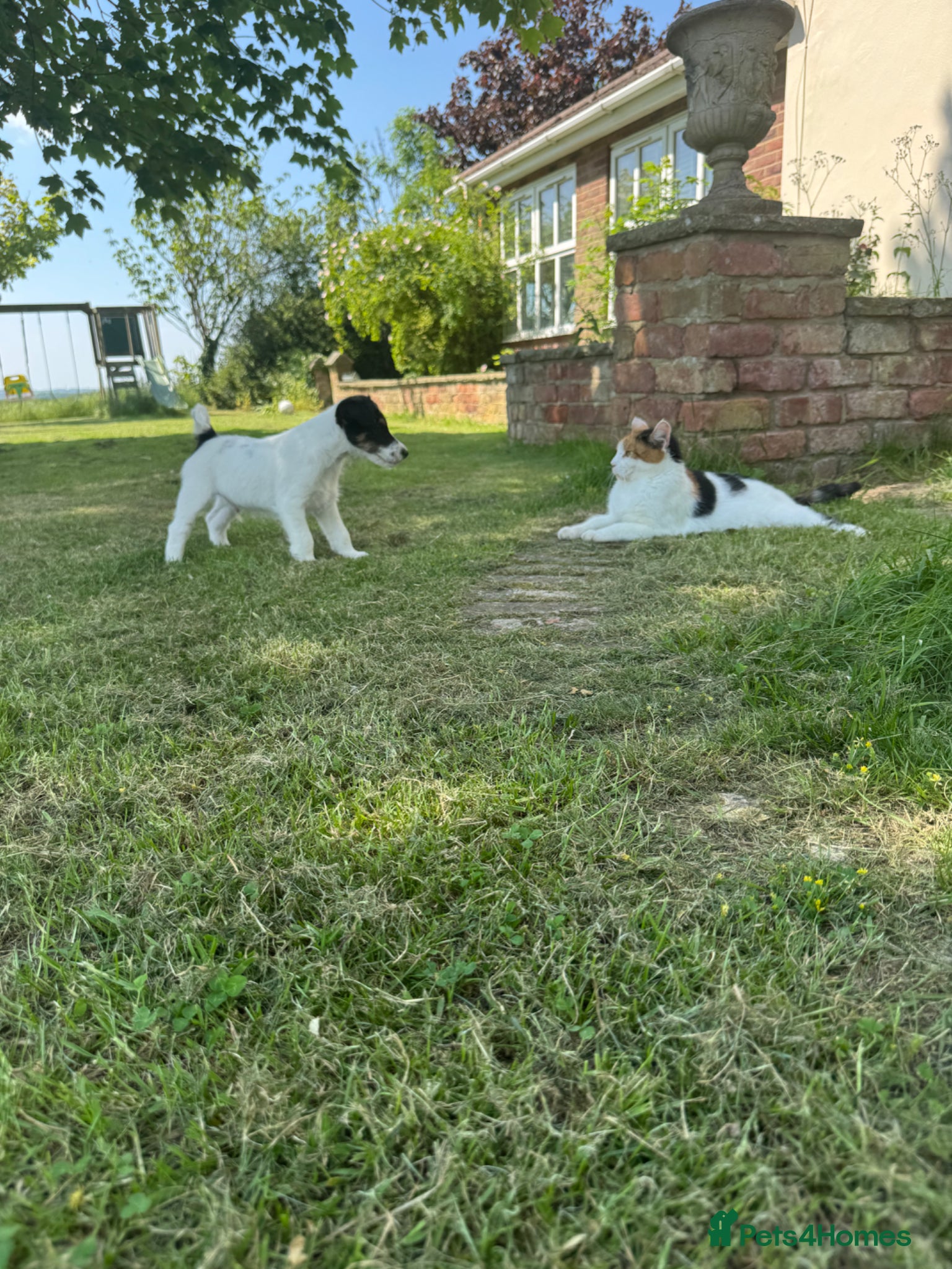 Fox Terrier dogs One gorgeous boy left ready now  - Advert 2