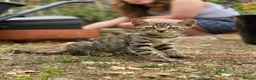 Bengal cats for sale: Bengal x kitten ready for new home in Swindon - Advert 7