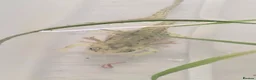 Mixed Breed invertebrates for sale: Baby alpine newts - Advert 2