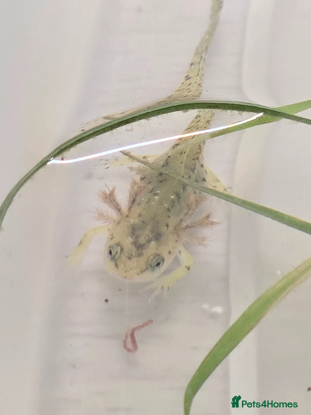 Mixed Breed invertebrates for sale: Baby alpine newts - Advert 2