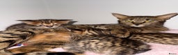 Savannah cats for sale: TICA Reg F3 Savannah Kittens HIGH PERCENTAGE - Advert 10