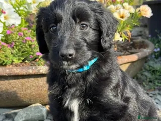 Bordoodle dogs Bordoodle Puppies ⭐ - Advert 2