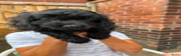 Cavapoo dogs for sale: ⭐️4 Stunning little black cavapoos⭐️ - Advert 23