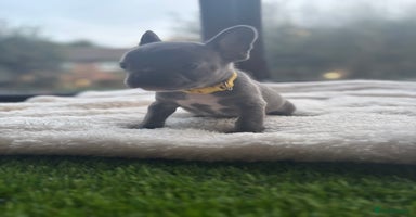 French Bulldog dogs - Advert 11