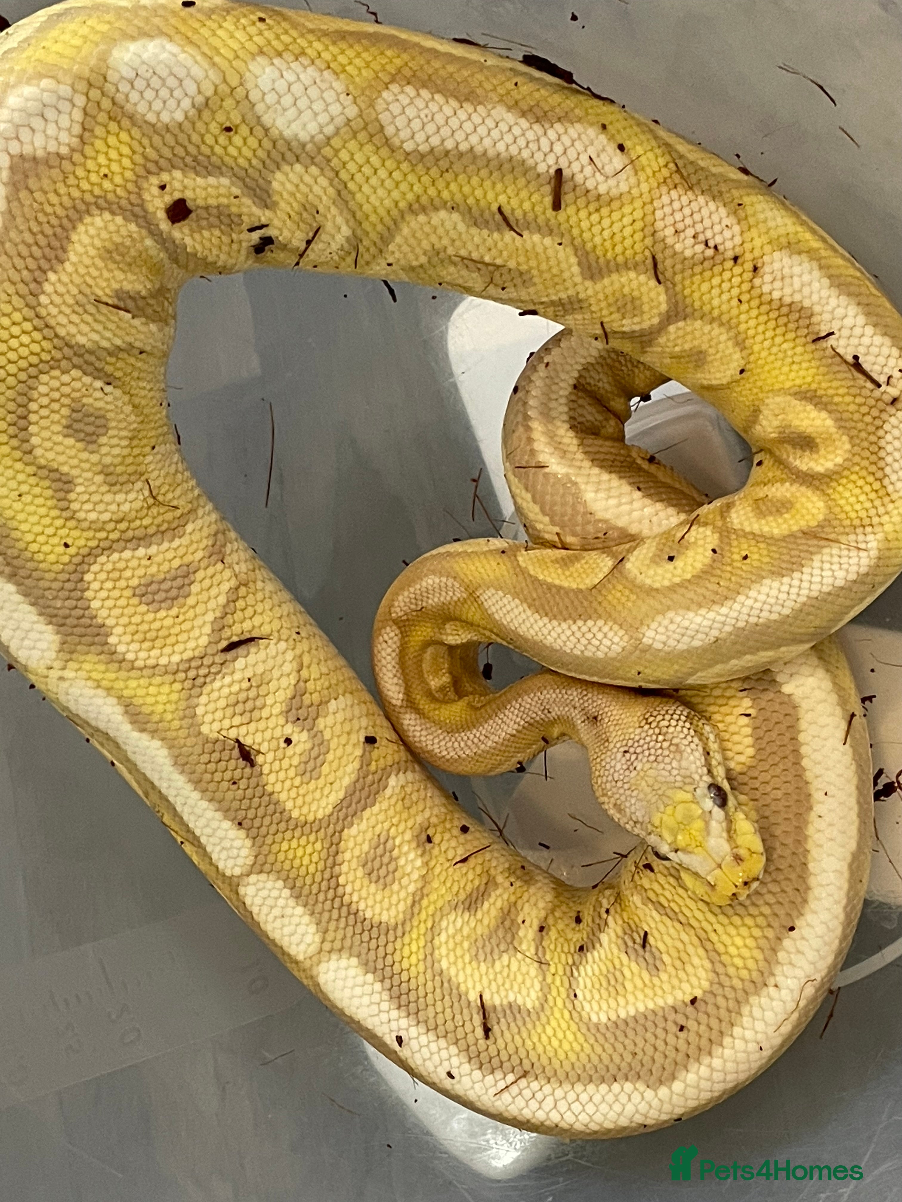 Python Snake reptiles Royal Python Collection x9 Female x1 male - Advert 1