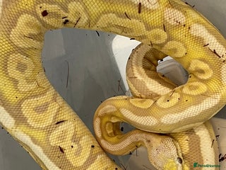 Python Snake reptiles Royal Python Collection x9 Female x1 male - Advert 1