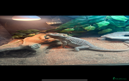 Bearded Dragon reptiles for sale: Beautiful Bearded Dragon - Image 1
