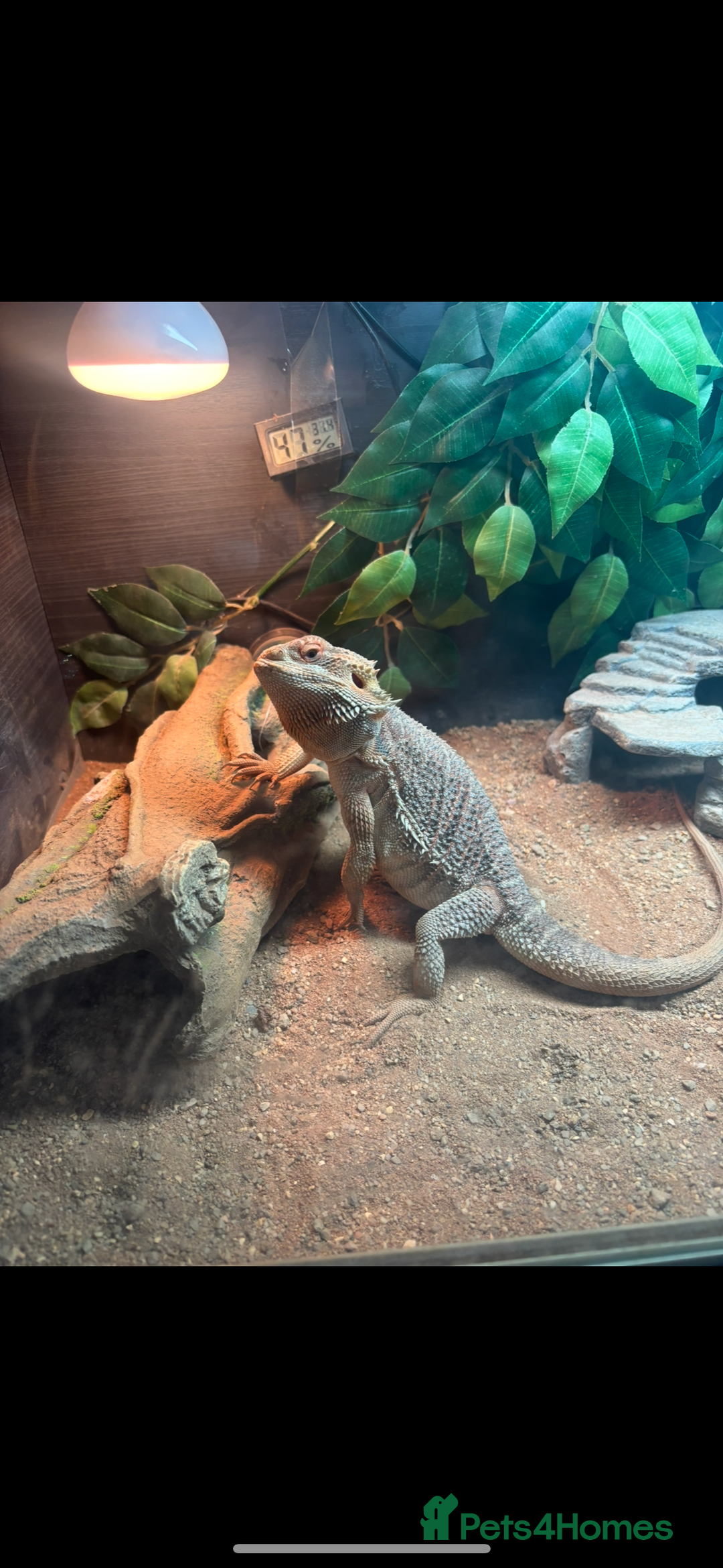 Bearded Dragon reptiles for sale: Beautiful Bearded Dragon - Image 1