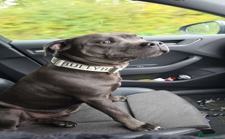 Staffordshire Bull Terrier dogs - Advert 3