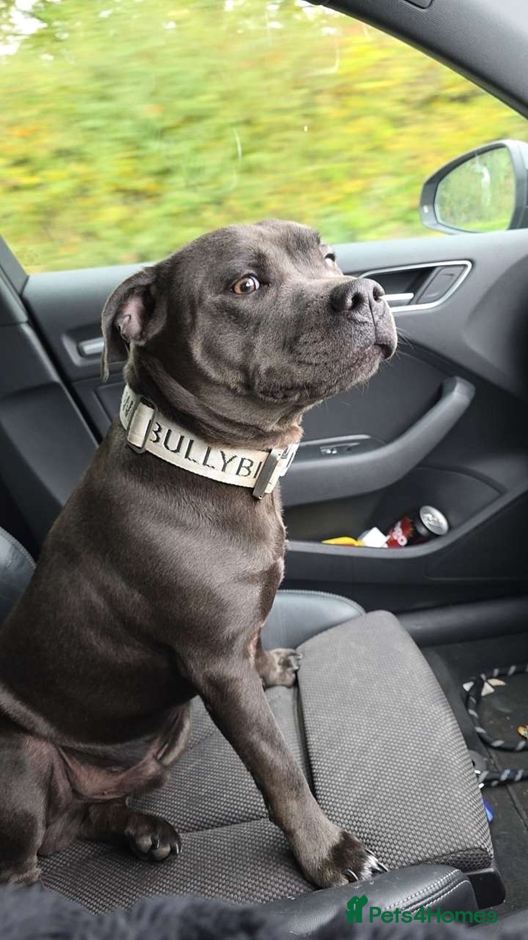 Staffordshire Bull Terrier dogs for sale: 9 month old blue staffy  - Image 1