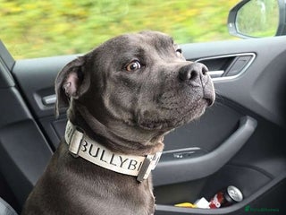 Staffordshire Bull Terrier dogs for sale - Advert 1