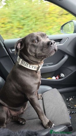 Staffordshire Bull Terrier dogs - Advert 1