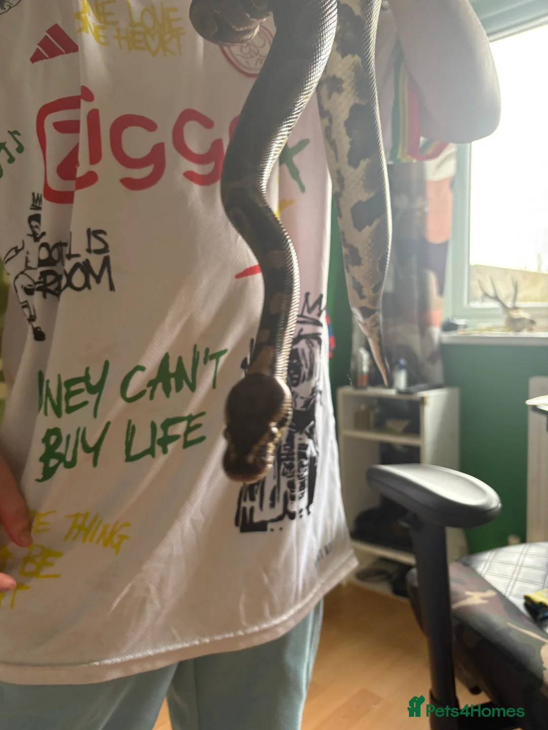 Python Snake reptiles for sale: Leopard male royal python and Viv   - Advert 5