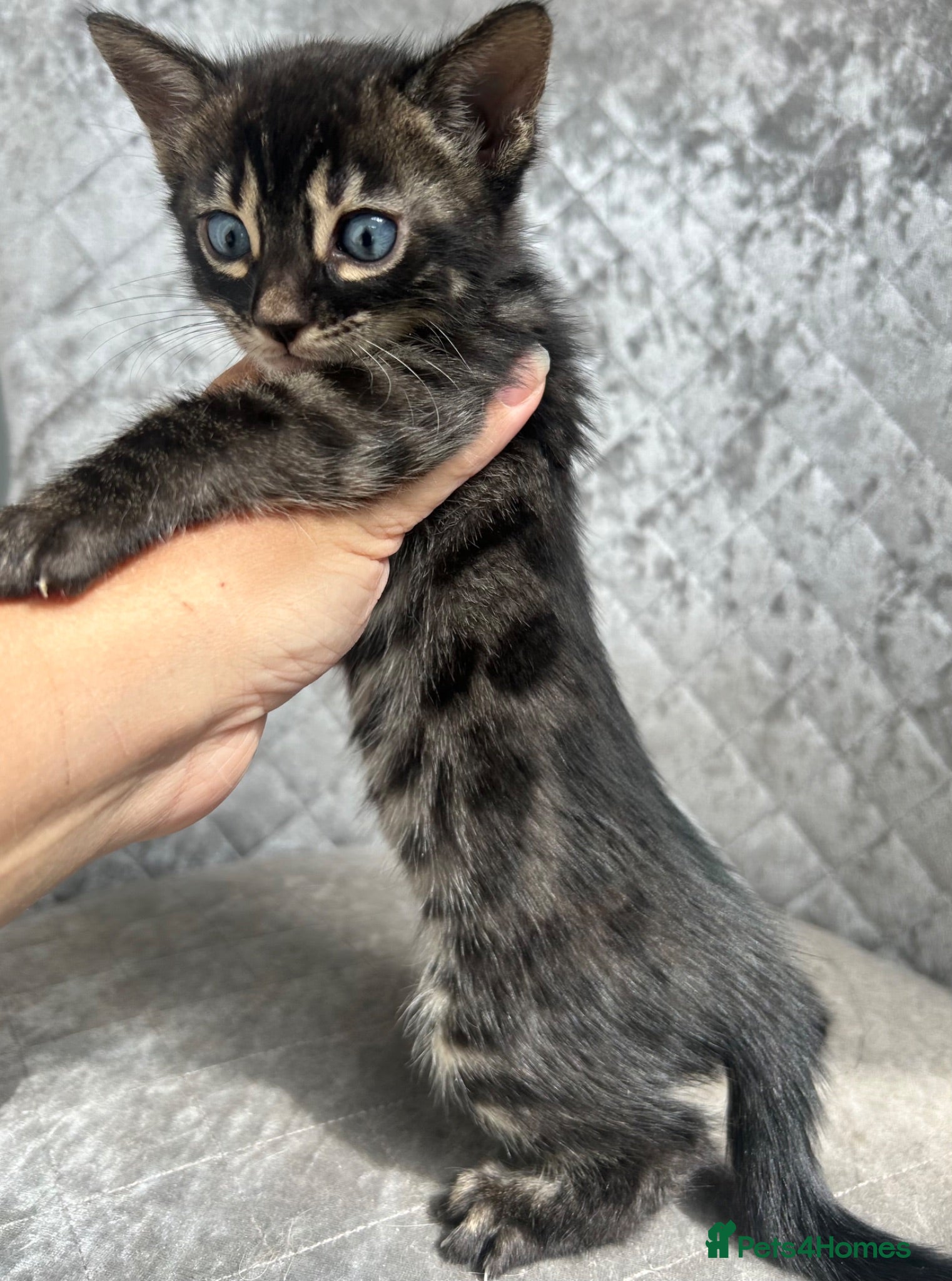 Bengal cats Gorgeous litter of TICA registered bengal kittens  - Advert 3
