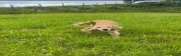 Cockapoo dogs for sale: F1 Cockapoo Puppies  - Advert 4