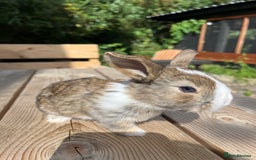 Mini Lion Lop rabbits for sale: Mini lop x Lionhead  - Image 10