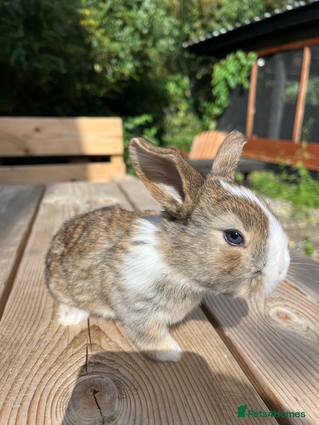 Mini Lion Lop rabbits for sale: Mini lop x Lionhead  - Image 10