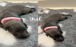 Whippet dogs for sale: KC Registered Whippet Puppies  - Image 6