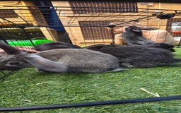 Dwarf Lop rabbits for sale: 9 Dwarf lop Rabbits ready for a new home - Image 19