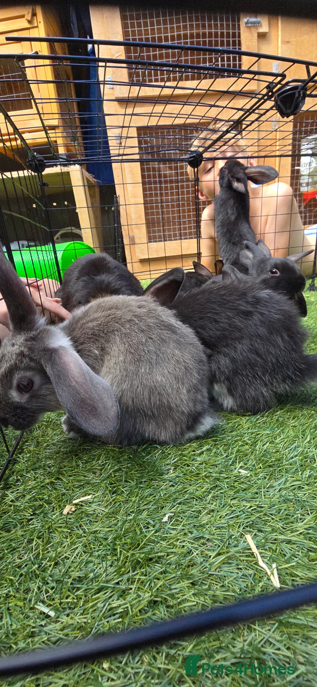 Dwarf Lop rabbits for sale: 9 Dwarf lop Rabbits ready for a new home - Image 19