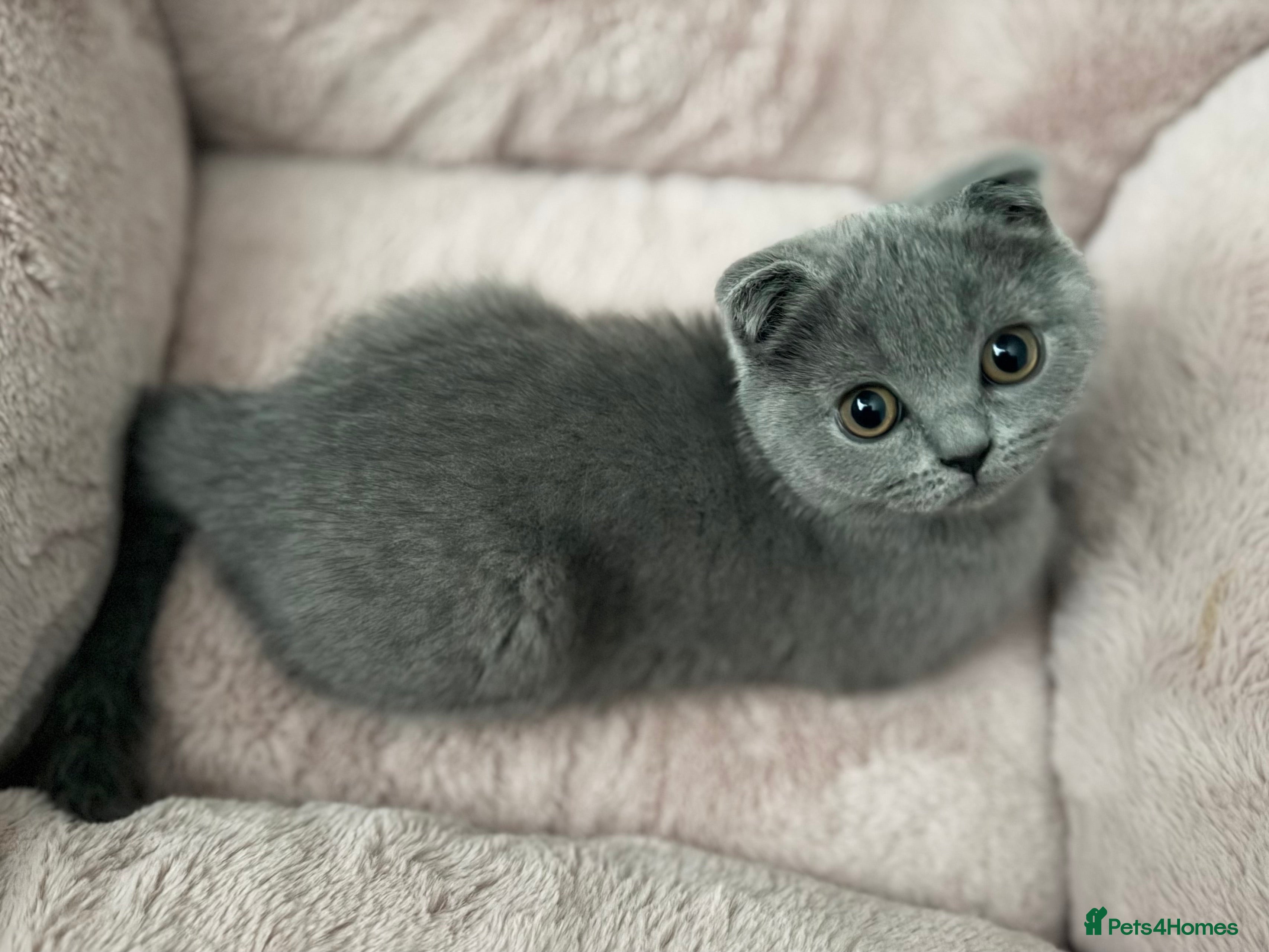 Scottish Fold cats Female Scottish fold kitten - Advert 3