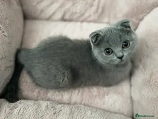 Scottish Fold cats Female Scottish fold kitten - Advert 1