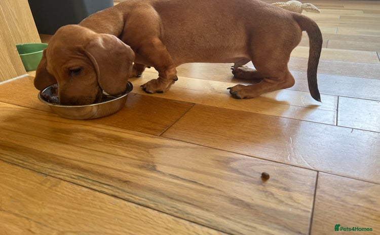 Dachshund dogs - Advert 5