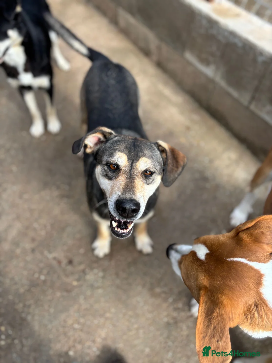 Mixed Breed dogs for adoption: Pogo is looking for a family  in Coventry - Advert 8