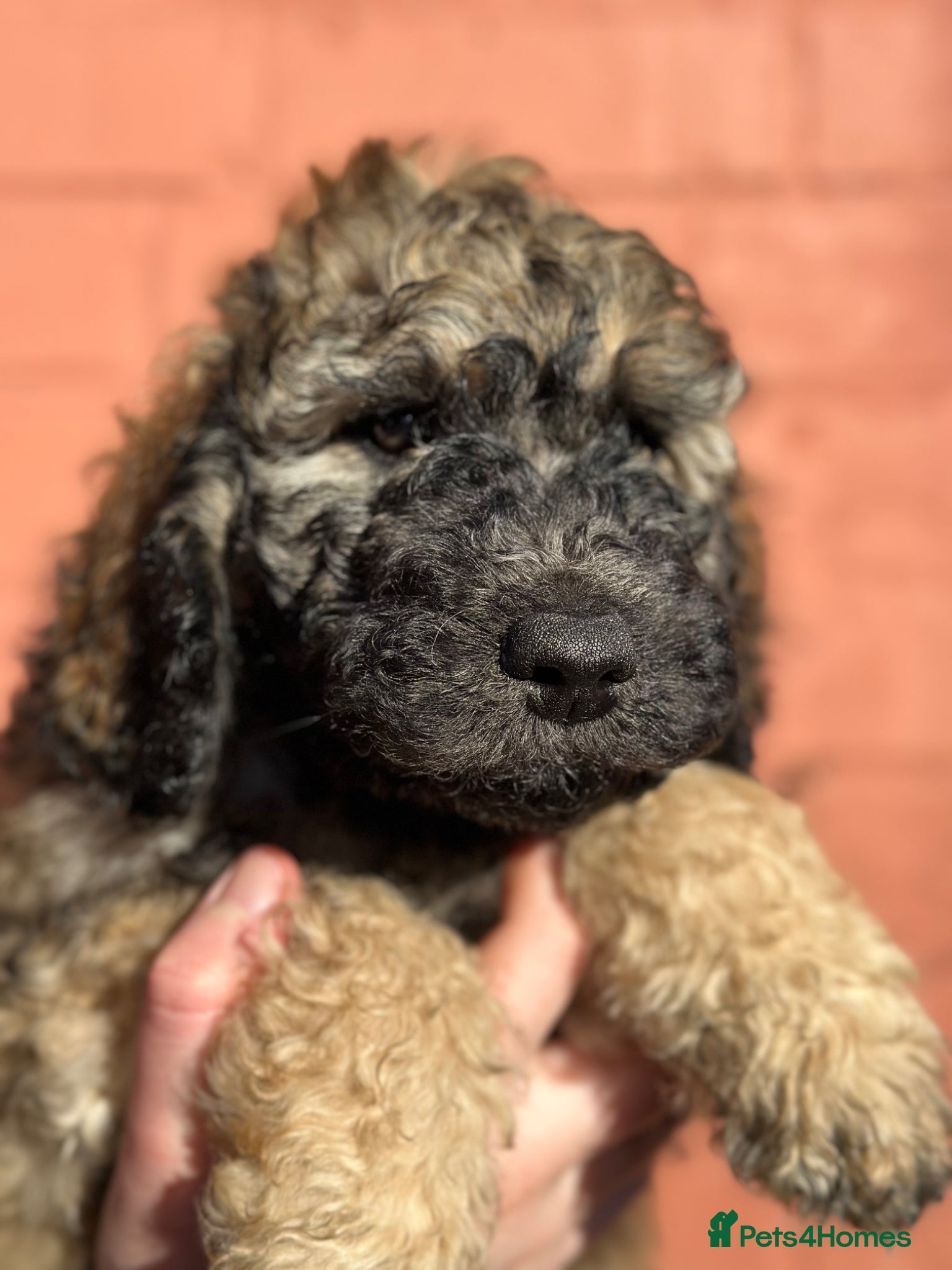 Goldendoodle dogs Goldendoodle pups health tested parents  - Advert 13