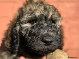 Goldendoodle dogs Goldendoodle pups health tested parents - Advert 9