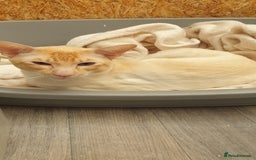 Siamese cats for stud: Flame Point Siamese - Stud Only in Darwen - Image 6