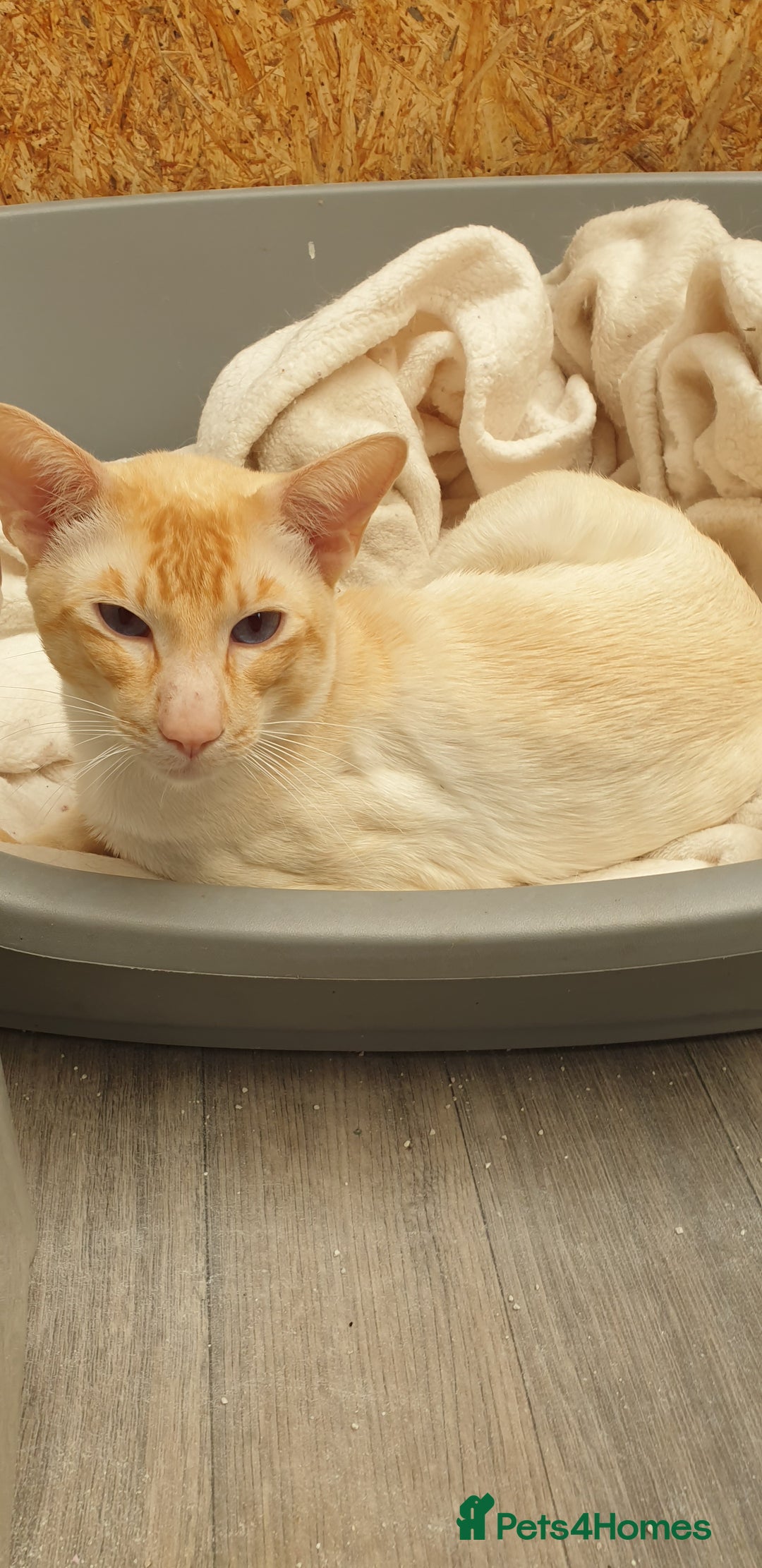 Siamese cats for stud: Flame Point Siamese - Stud Only in Darwen - Image 6