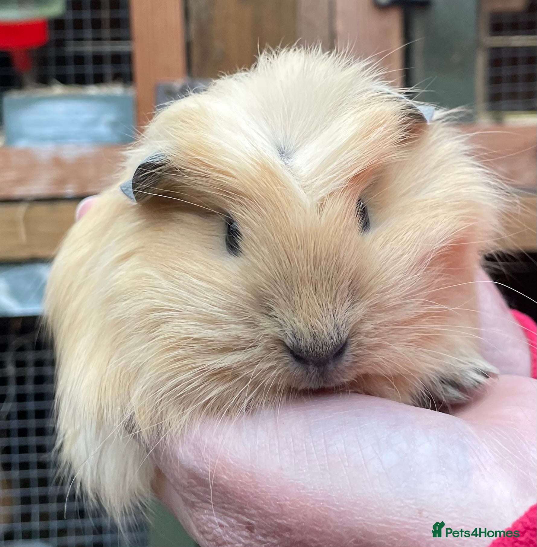 Guinea Pig rodents Sweet natured baby guinea pigs  - Advert 19