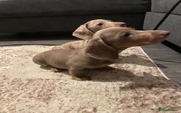 Miniature Dachshund dogs for sale: KCRegistered Miniature SmoothHaired Dachshund Boys - Image 8