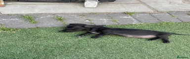 Dachshund 1