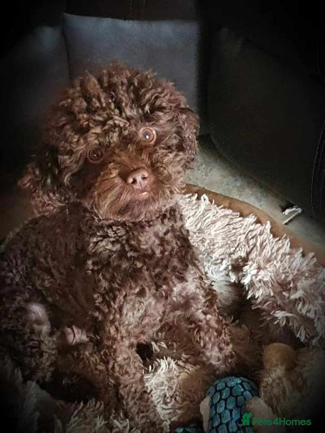 Poodle dogs for stud: Tiny kc reg chocolate toy poodle.STUD ONLY! in Lincoln - Advert 7