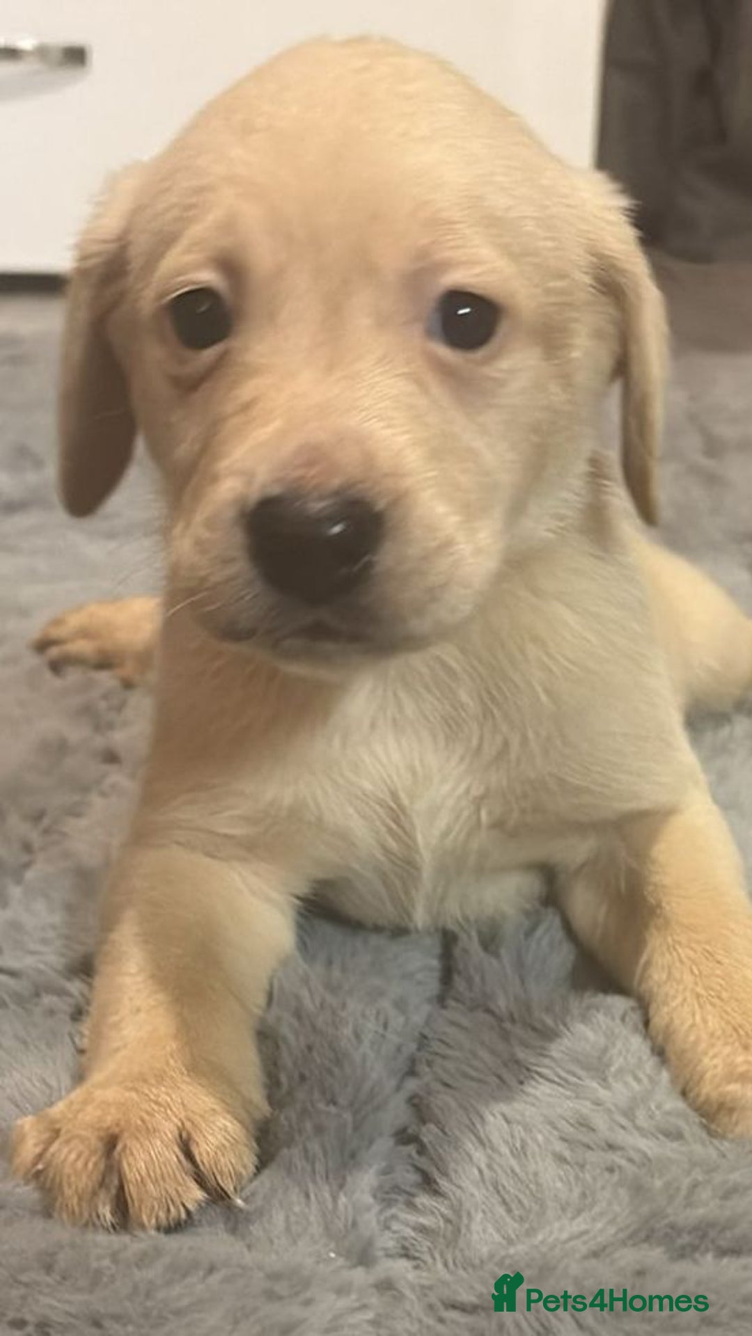 Labrador Retriever dogs for sale: Labrador puppies - Advert 2