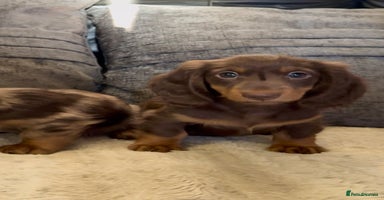 Miniature Dachshund dogs - Advert 6