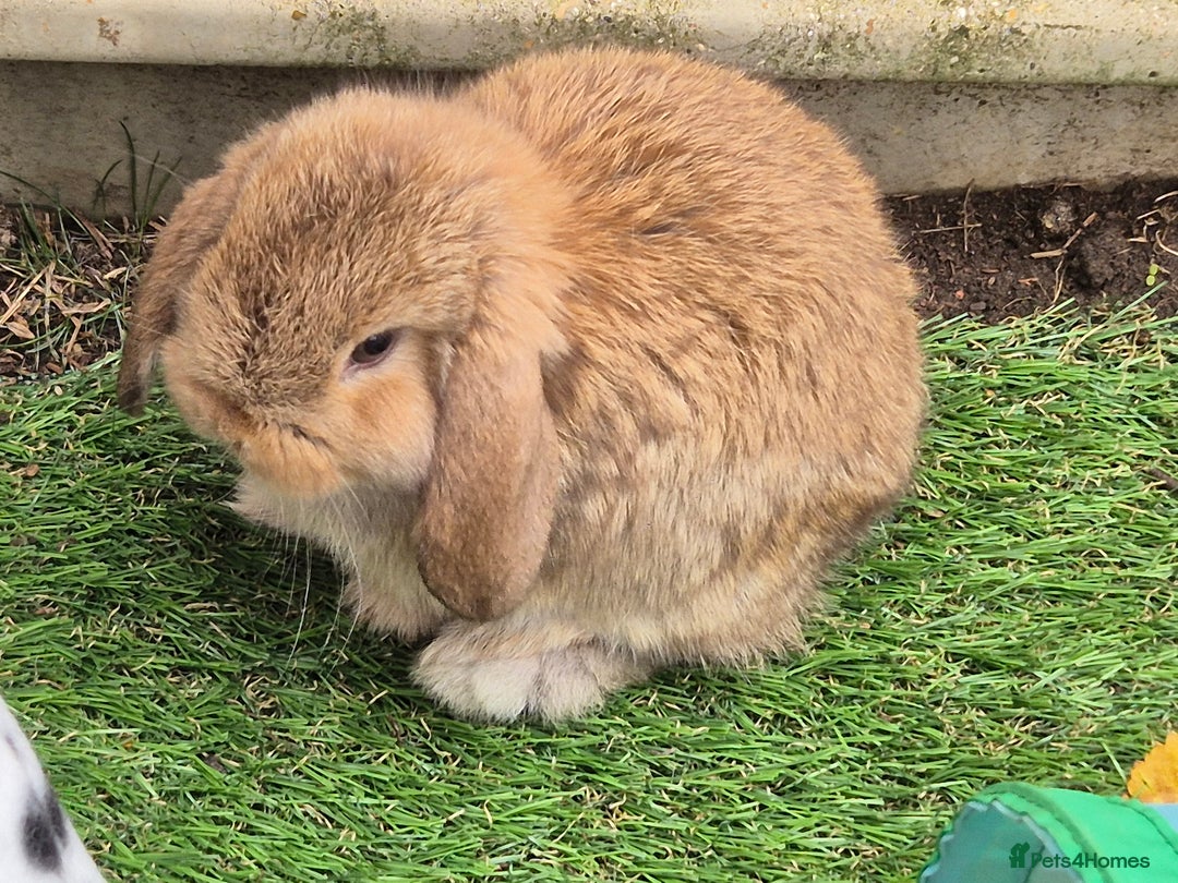 Mini Lop rabbits for sale: Mini lops ready 9th august  - Image 2