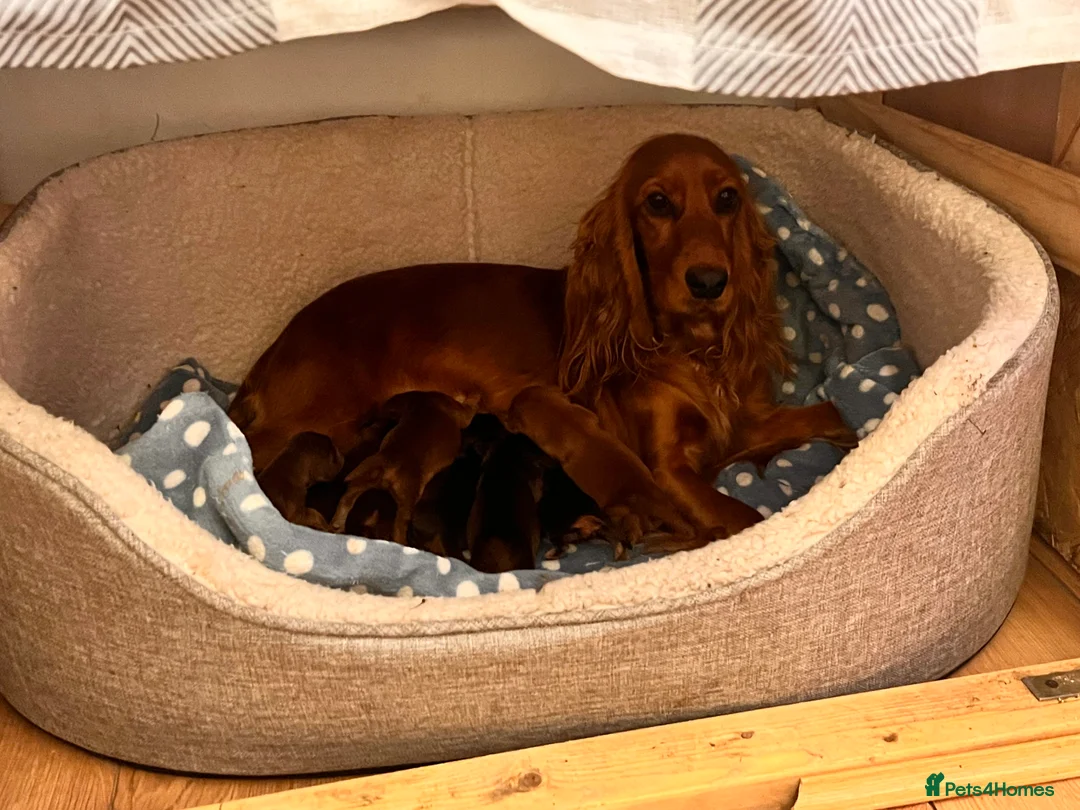 Cockapoo dogs for sale: Stunning 🐶 Cockapoo Puppies - Advert 1